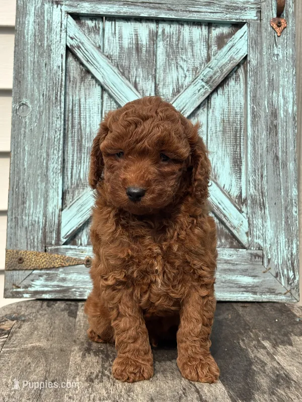 Greg F1B – Miniature Goldendoodle puppy for sale in Shipshewana, IN