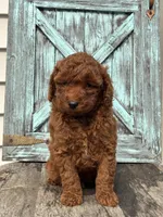 Greg F1B, a male Miniature Goldendoodle for sale in Shipshewana, IN – 1 of 3