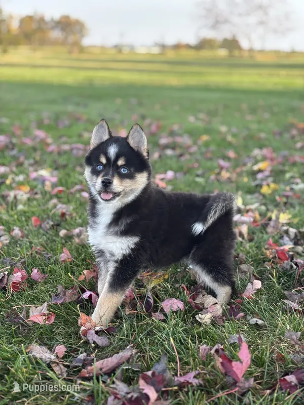 Tobias – Pomsky puppy for sale in Shipshewana, IN