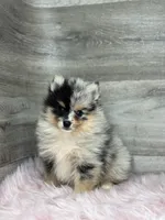 Stetson, a male Pomsky for sale in Shipshewana, IN – 2 of 3