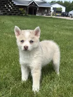 Stella, a female Pomsky for sale in Shipshewana, IN – 1 of 3