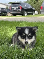 Donald, a male Pomsky for sale in Shipshewana, IN – 3 of 3