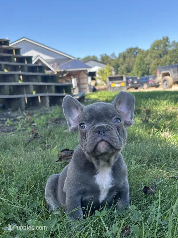 Kayden – French Bulldog puppy for sale in Shipshewana, IN