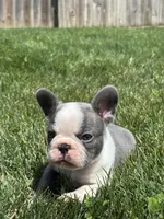 Hunter, a male French Bulldog for sale in Shipshewana, IN – 3 of 3