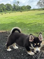 Richard, a male Pembroke Welsh Corgi and Siberian Husky for sale in Shipshewana, IN – 3 of 6