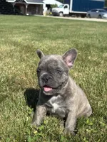 Ruth, a female French Bulldog for sale in Shipshewana, IN – 3 of 4