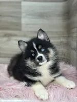 Silas, a male Pomsky for sale in Shipshewana, IN – 3 of 3