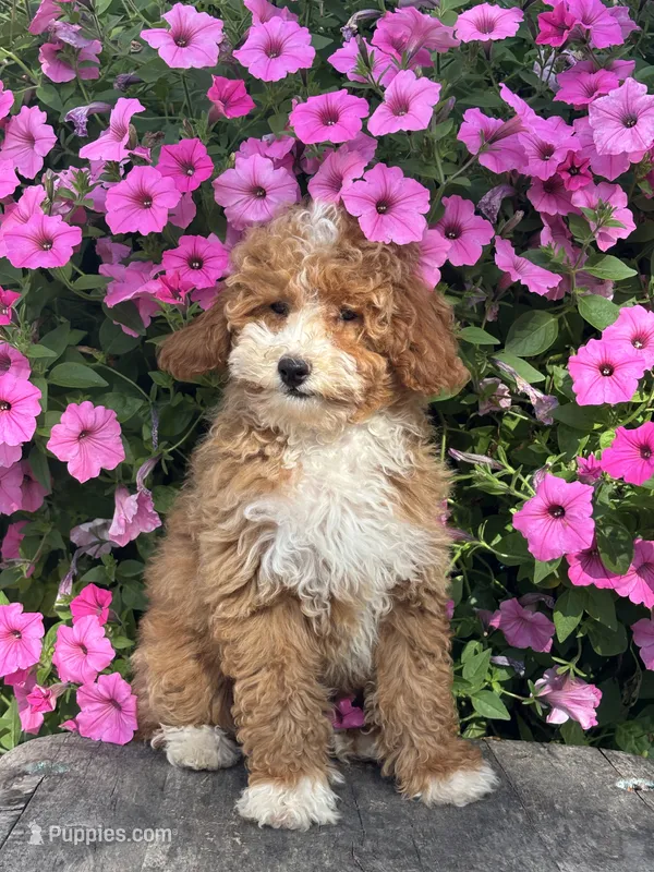 Remi F1BB – Miniature Goldendoodle puppy for sale in Shipshewana, IN