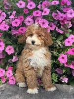 Remi F1BB, a female Miniature Goldendoodle for sale in Shipshewana, IN – 1 of 5