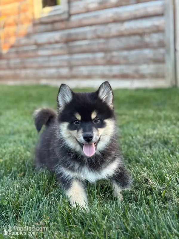 Samuel – Pomsky puppy for sale in Shipshewana, IN