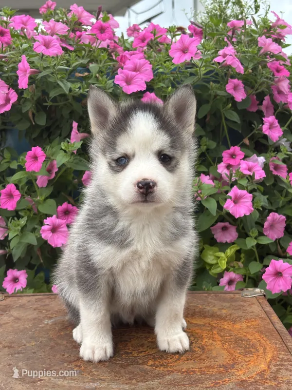 Saint – Pomsky puppy for sale in Shipshewana, IN