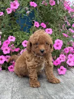 Roman F1BB, a male Miniature Goldendoodle for sale in Shipshewana, IN – 1 of 3