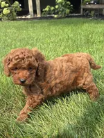 Greg F1B, a male Miniature Goldendoodle for sale in Shipshewana, IN – 3 of 3