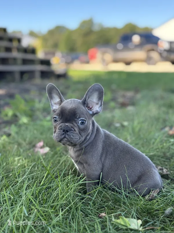 Seth – French Bulldog puppy for sale in Shipshewana, IN