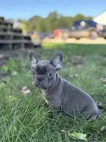 Seth, a male French Bulldog for sale in Shipshewana, IN – 1 of 6