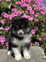Claudia, a female Pomsky for sale in Shipshewana, IN – 3 of 3