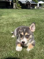 Rip, a male Pembroke Welsh Corgi and Siberian Husky for sale in Shipshewana, IN – 3 of 3