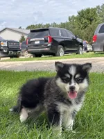 Donald, a male Pomsky for sale in Shipshewana, IN – 2 of 3