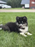 Claudia, a female Pomsky for sale in Shipshewana, IN – 2 of 5