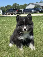 Catalina, a female Pomsky for sale in Shipshewana, IN – 3 of 3