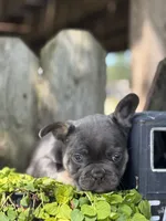 Kayla, a female French Bulldog for sale in Shipshewana, IN – 2 of 3