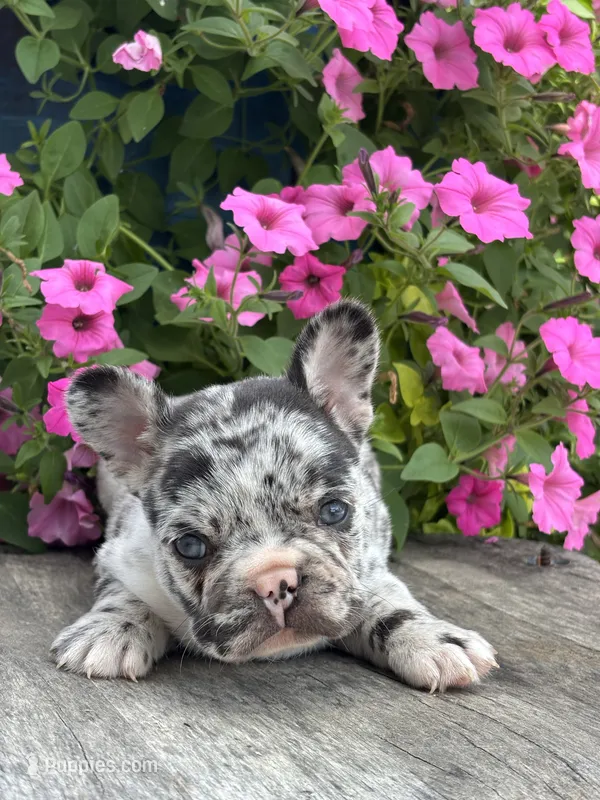 Hudson – French Bulldog puppy for sale in Shipshewana, IN