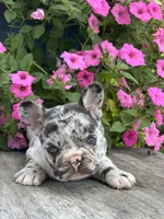 Hudson, a male French Bulldog for sale in Shipshewana, IN – 1 of 3