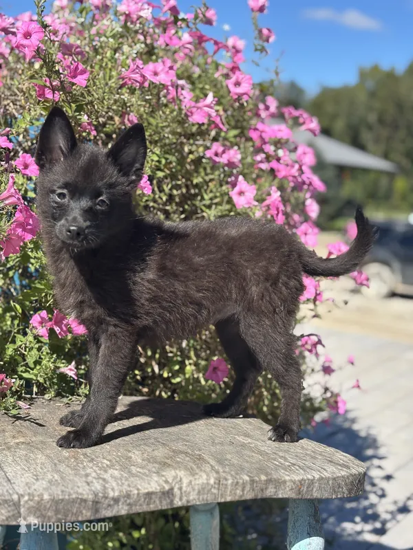 Gail – Pomsky puppy for sale in Shipshewana, IN