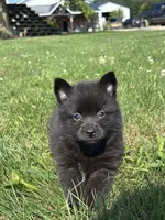 Gail, a female Pomsky for sale in Shipshewana, IN – 2 of 3