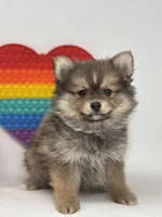 Marlin, a male Pomsky for sale in Goshen, IN – Photo 2 of 3