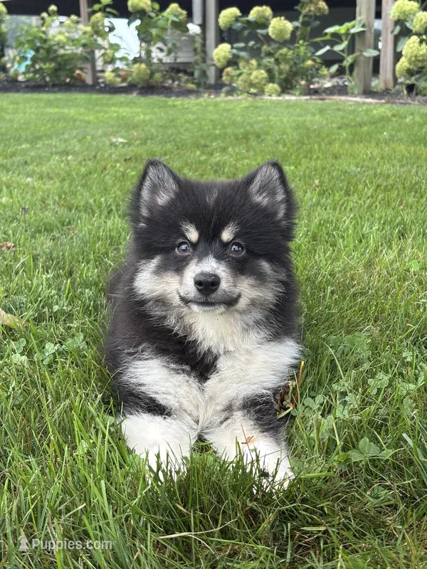 Claudia – Pomsky puppy for sale in Shipshewana, IN
