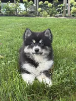 Claudia, a female Pomsky for sale in Shipshewana, IN – 1 of 5