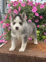 Saint, a male Pomsky for sale in Shipshewana, IN – 4 of 4