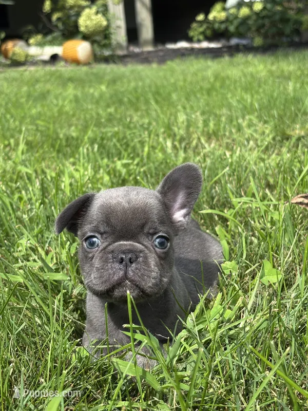 Sebastian – French Bulldog puppy for sale in Shipshewana, IN