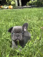 Sebastian, a male French Bulldog for sale in Shipshewana, IN – 1 of 3