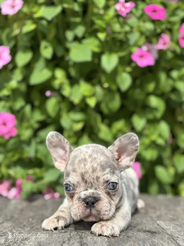 Sean – French Bulldog puppy for sale in Shipshewana, IN