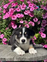 Regina, a female Pembroke Welsh Corgi and Siberian Husky for sale in Shipshewana, IN – 3 of 3