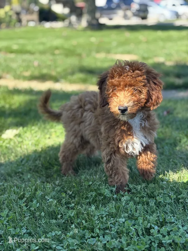 Grant F1B – Miniature Goldendoodle puppy for sale in Shipshewana, IN
