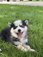 Doris, a female Pomsky for sale in Shipshewana, IN – 2 of 3