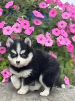 Trent, a female Pomsky for sale in Shipshewana, IN – 2 of 3