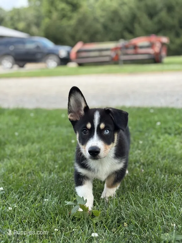 Regina – Pembroke Welsh Corgi, Siberian Husky puppy for sale in Shipshewana, IN