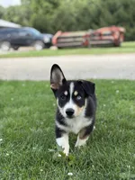 Regina, a female Pembroke Welsh Corgi and Siberian Husky for sale in Shipshewana, IN – 1 of 6