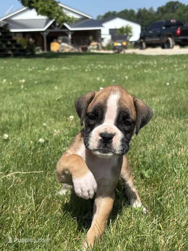 Mia – Boxer puppy for sale in Shipshewana, IN