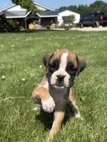 Mia, a male Boxer for sale in Shipshewana, IN – 1 of 3