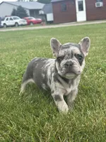 Matt, a male French Bulldog for sale in Shipshewana, IN – 3 of 3