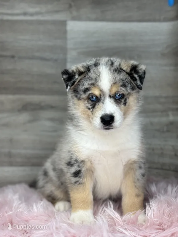 Edward – Pomsky puppy for sale in Shipshewana, IN