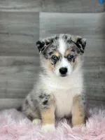 Edward, a male Pomsky for sale in Shipshewana, IN – 1 of 3