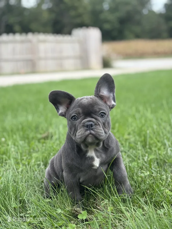 Stella – French Bulldog puppy for sale in Shipshewana, IN