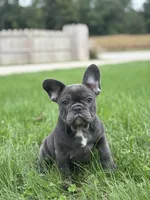 Stella, a female French Bulldog for sale in Shipshewana, IN – 1 of 6