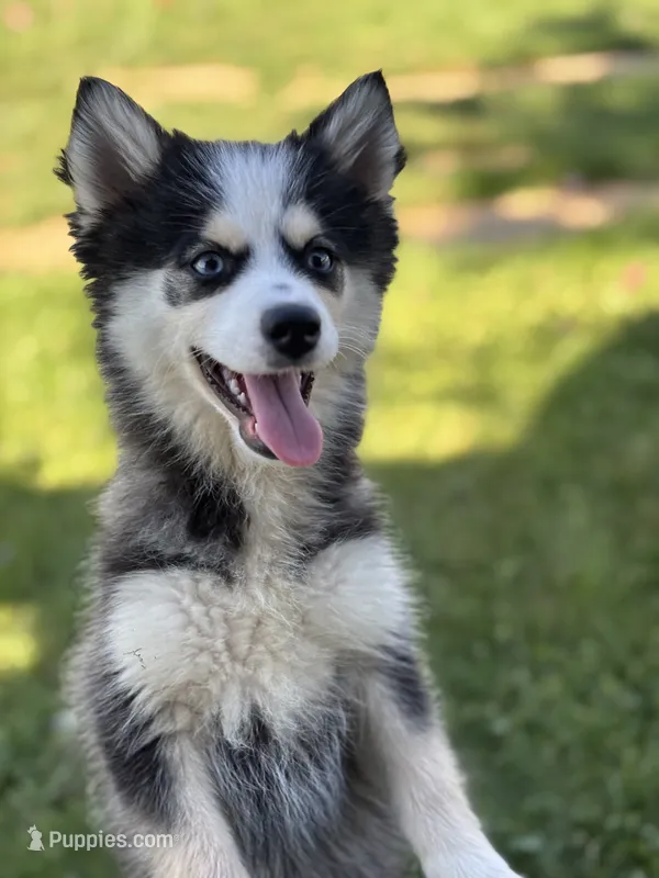Doris – Pomsky puppy for sale in Shipshewana, IN